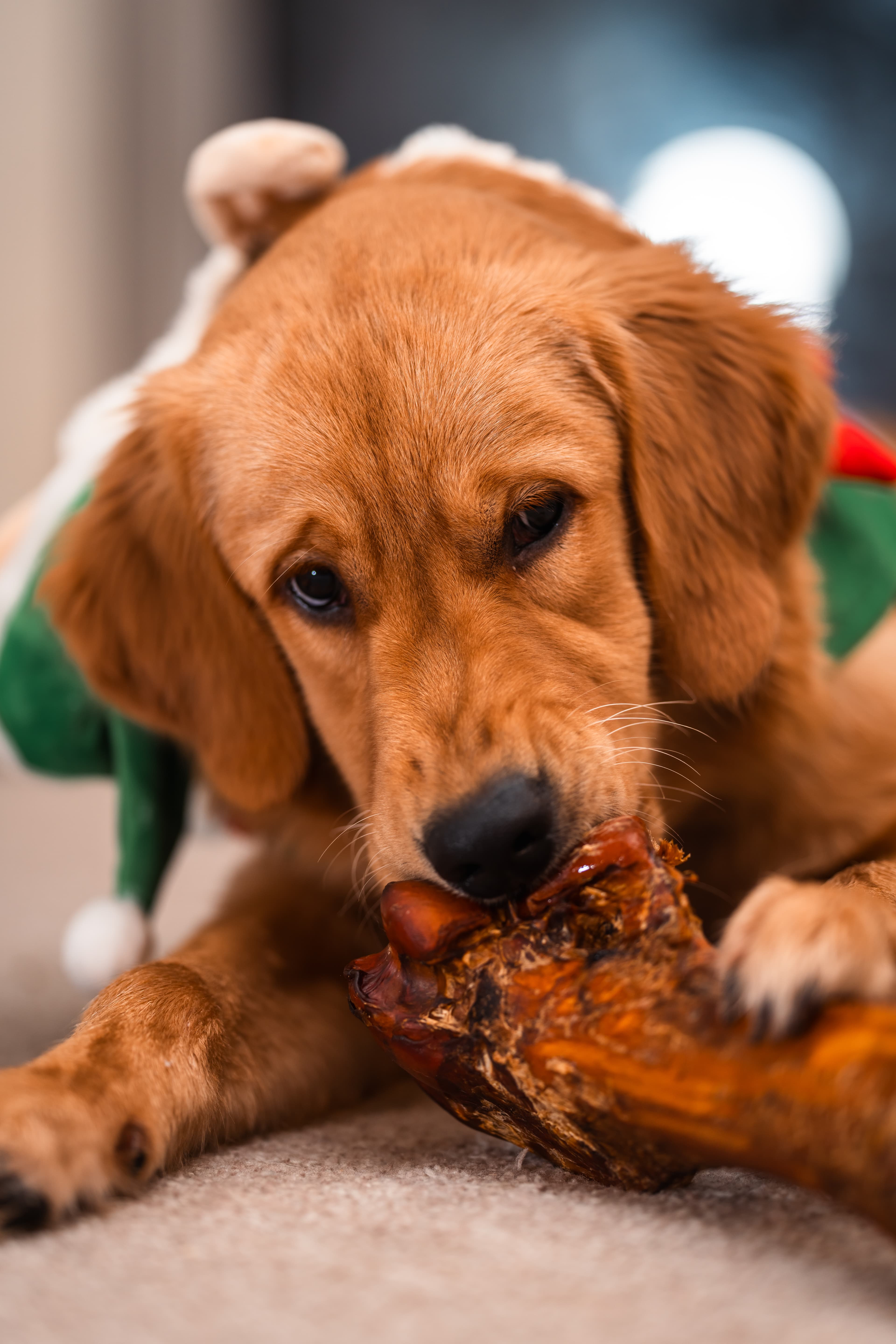 Lucky's Christmas Gift