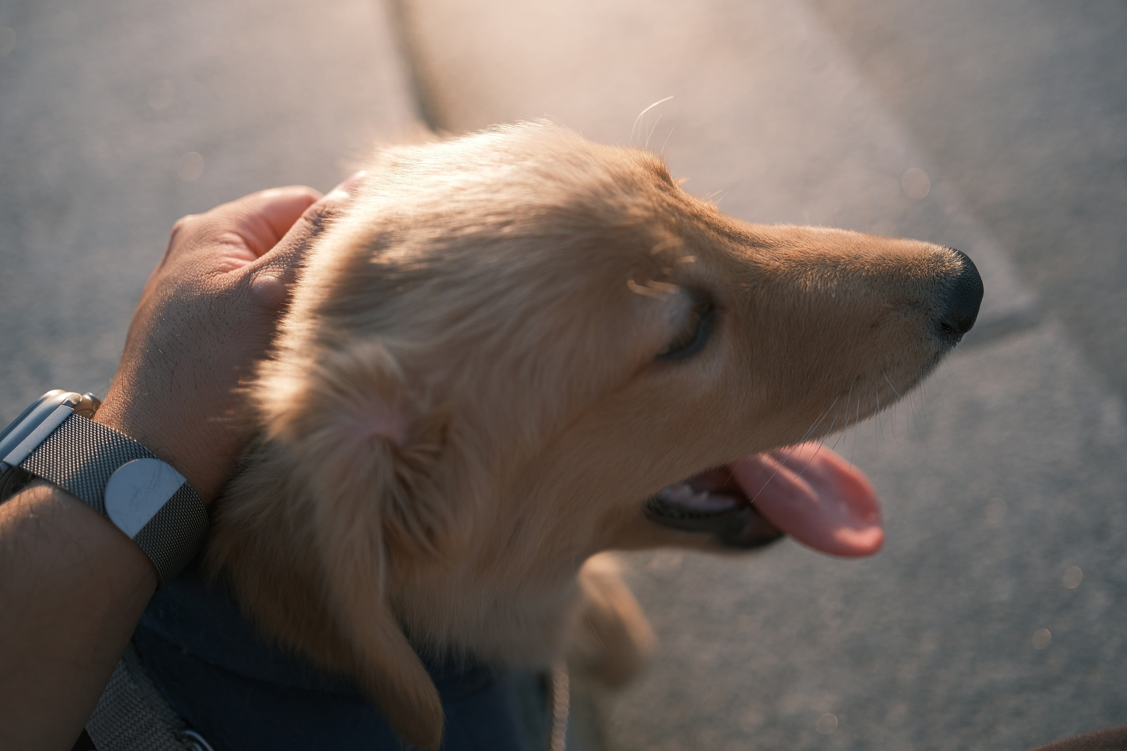 Lucky's First Dog Walk