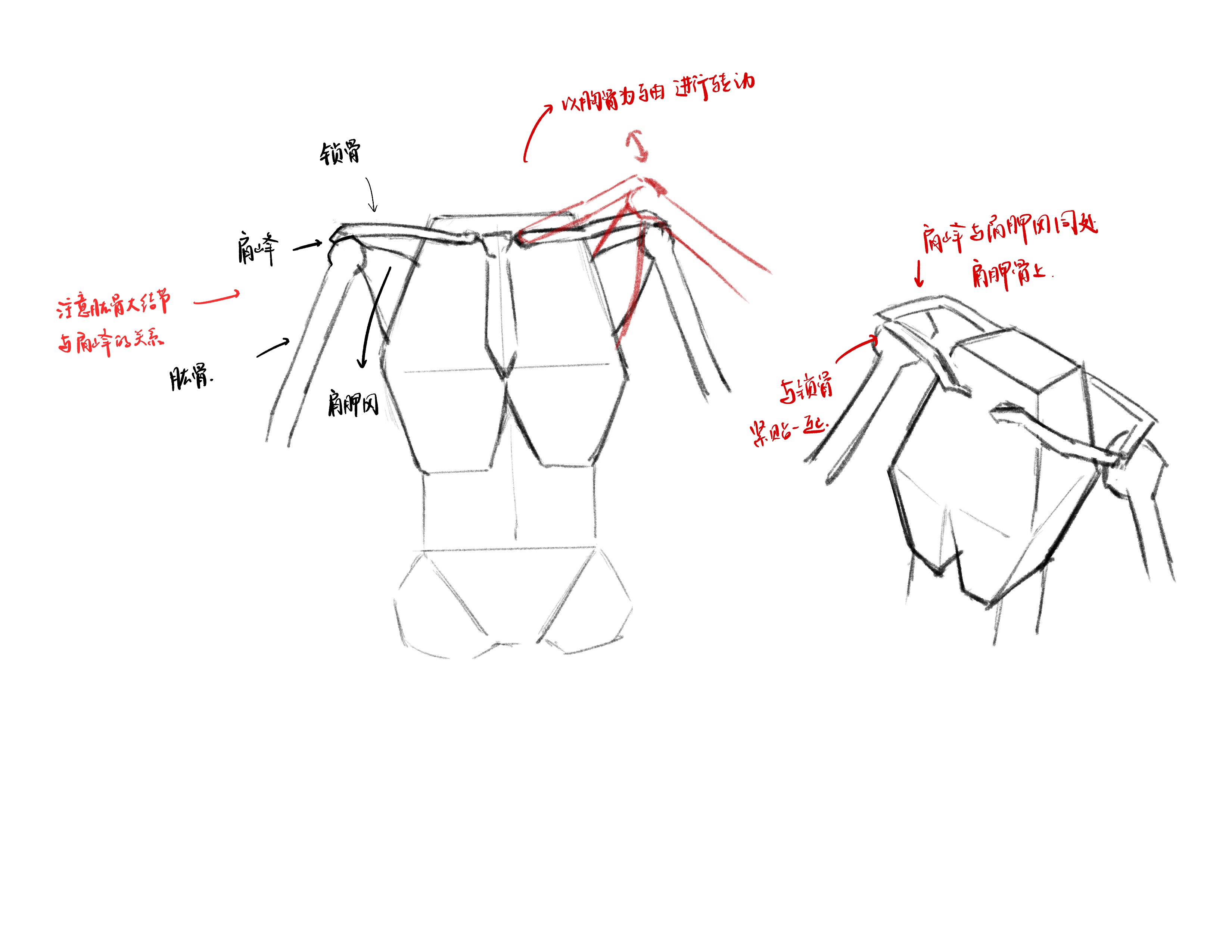 Upper Limb #1 Overview