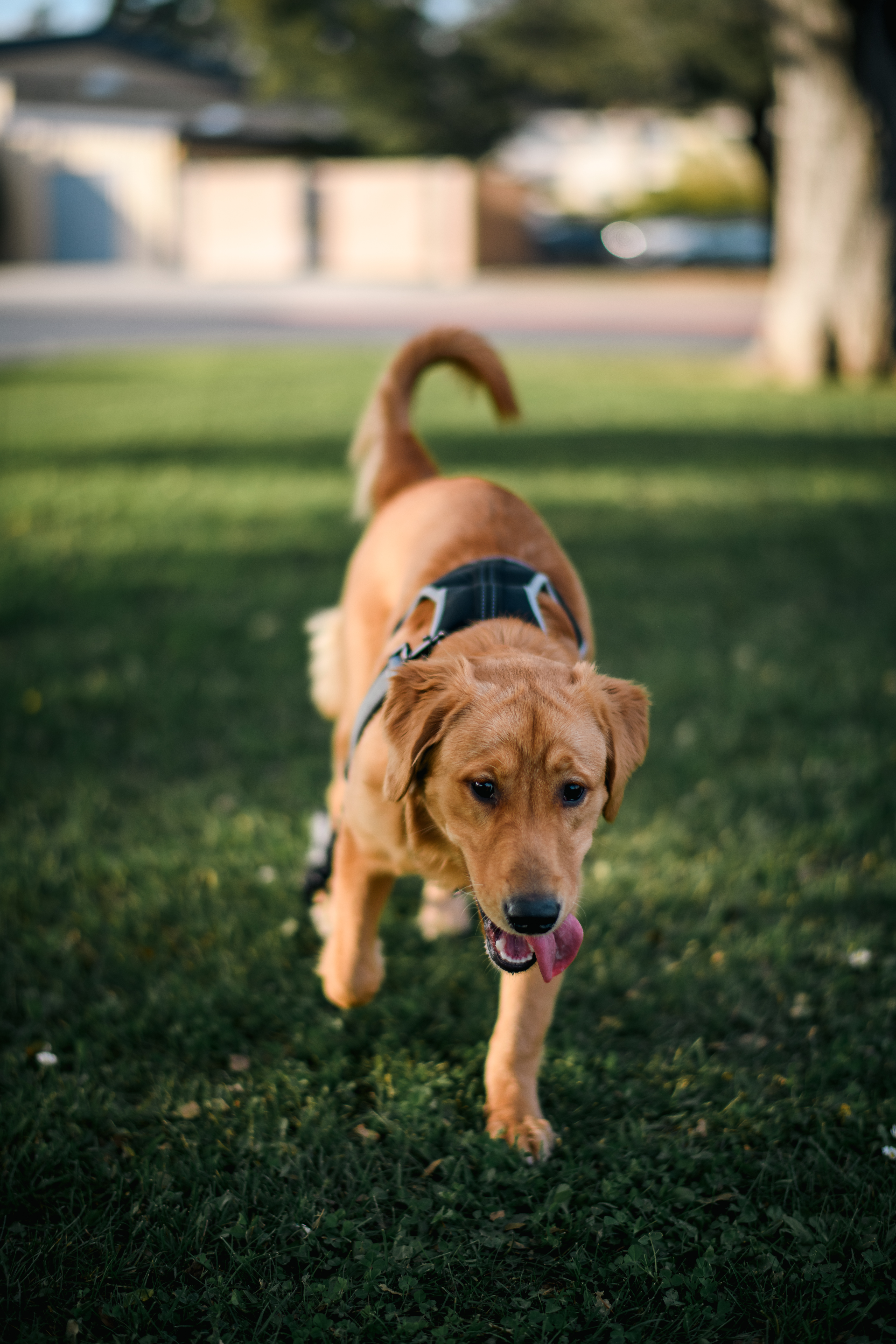 朝我走来的 Lucky