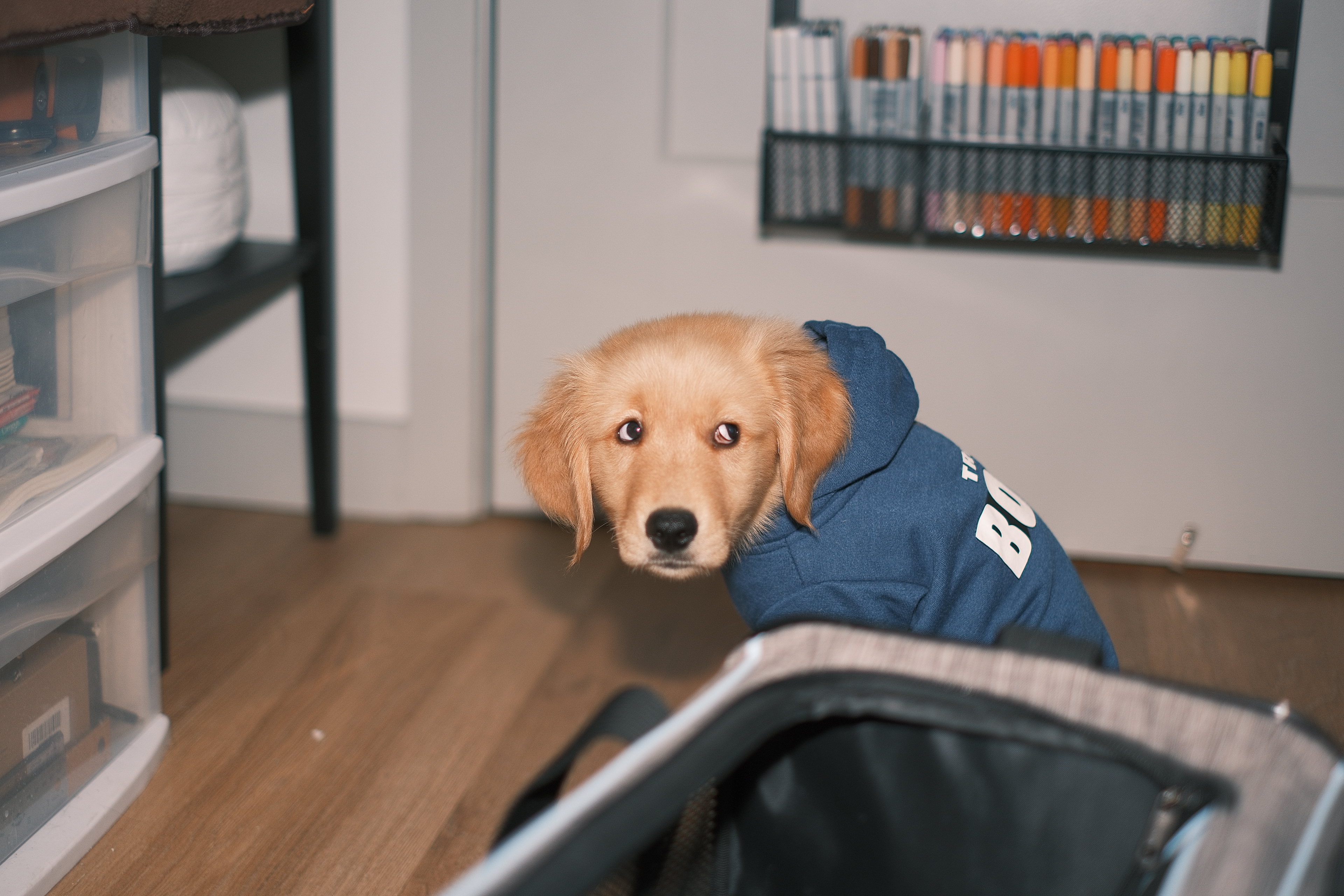 他好像做错事了